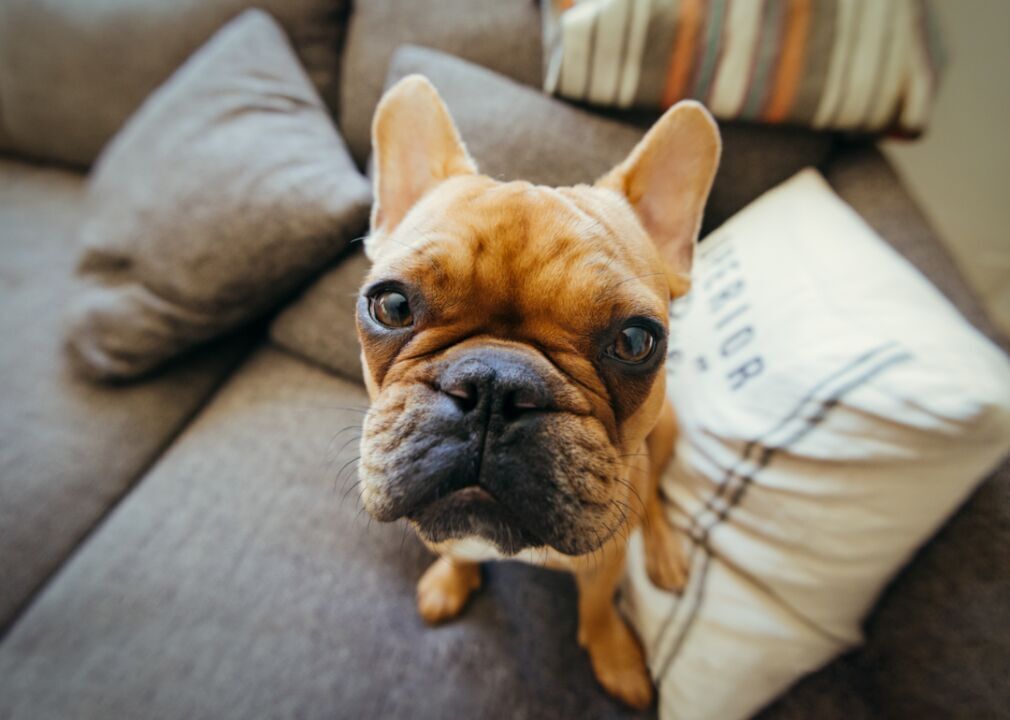 #2. French bulldog